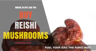 Discover Top NYC Spots to Buy Reishi Mushrooms Easily