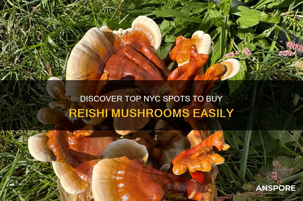 where in nyc can you buy reishi mushrooms