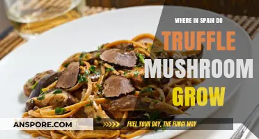 Discovering Spain's Hidden Truffle Havens: Regions Where These Fungi Thrive