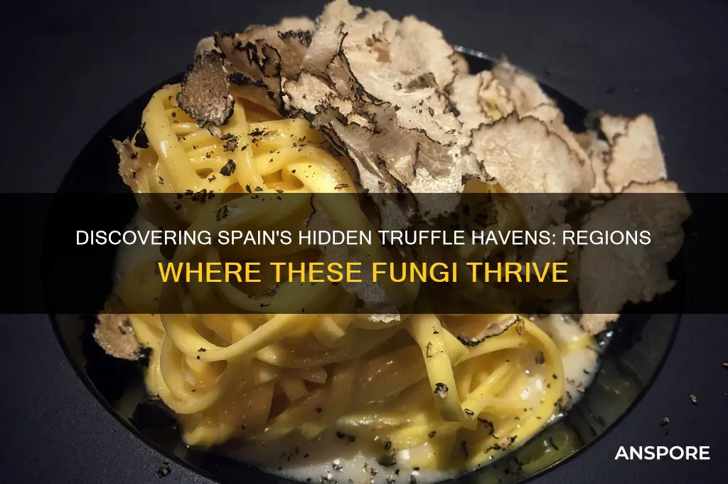 where in spain do truffle mushrooms grow