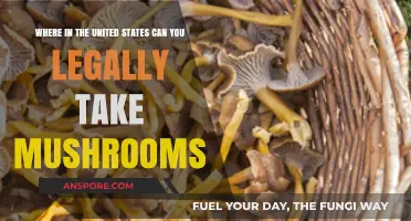 Legal Mushroom Foraging: Where to Safely Harvest in the U.S