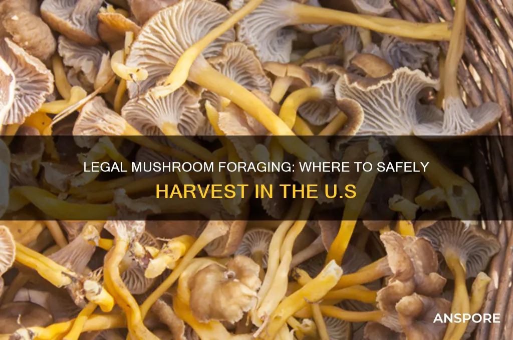 where in the united states can you legally take mushrooms