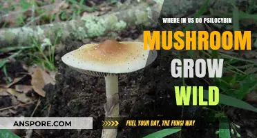 Discovering Wild Psilocybin Mushrooms: Natural Habitats Across the United States