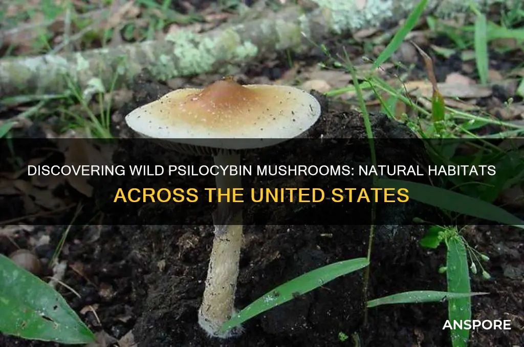 where in us do psilocybin mushrooms grow wild
