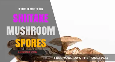 Top Sources for Buying Quality Shiitake Mushroom Spores Online