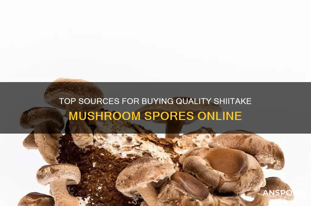 where is best to buy shiitake mushroom spores