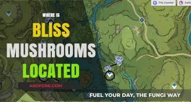 Bliss Mushrooms: Where to Find the Best Shrooms