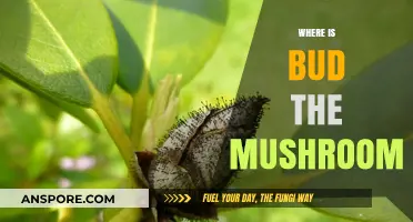 Finding Bud the Mushroom: A Magical Adventure