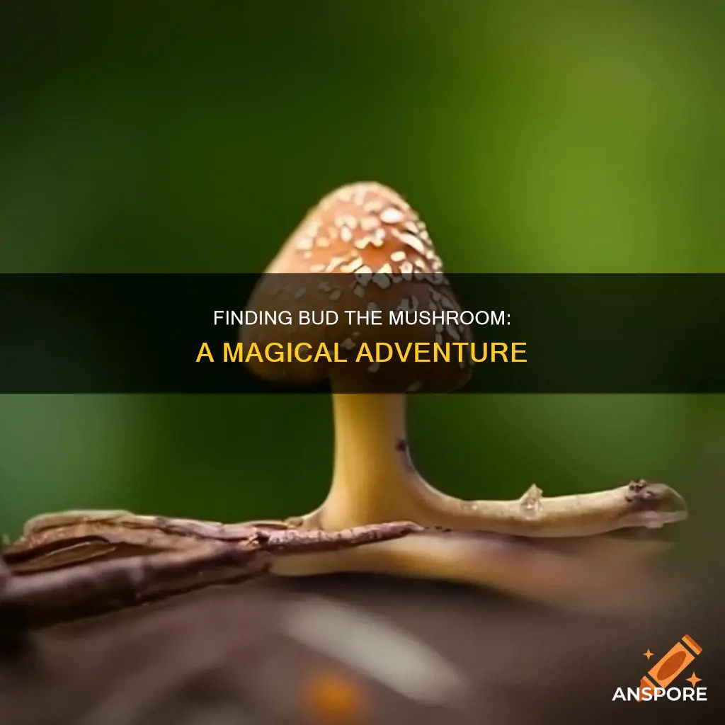 where is bud the mushroom