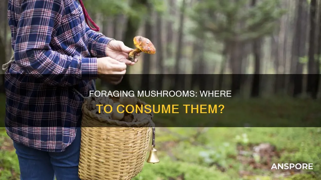 where is consume forage mushrooms