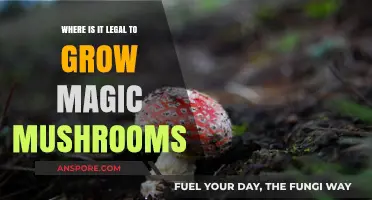 Global Legal Cultivation: Where Magic Mushrooms Can Be Grown Legally