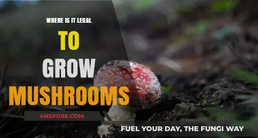 Legal Mushroom Cultivation: Global Laws and Growing Permitted Regions