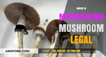 Exploring Legal Microdosing: Where Psilocybin Mushrooms Are Permitted