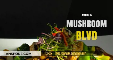 Mushroom Blvd: A Journey to the Unknown