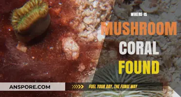 Mushroom Coral: Where Does It Thrive?