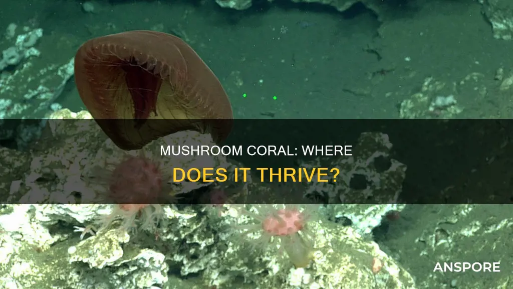 where is mushroom coral found