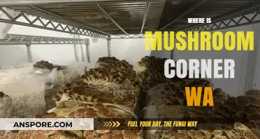 Mushroom Corner WA: A Magical Location