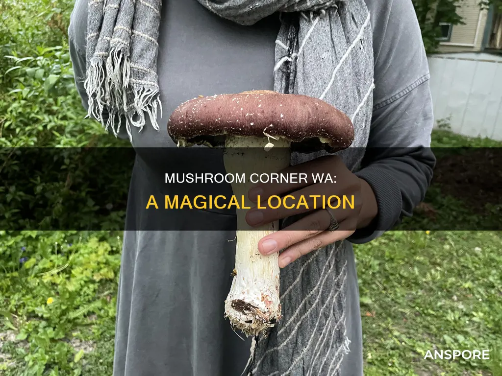 where is mushroom corner wa