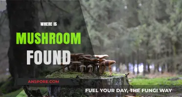 Mushroom Hunting: Where to Find Them?