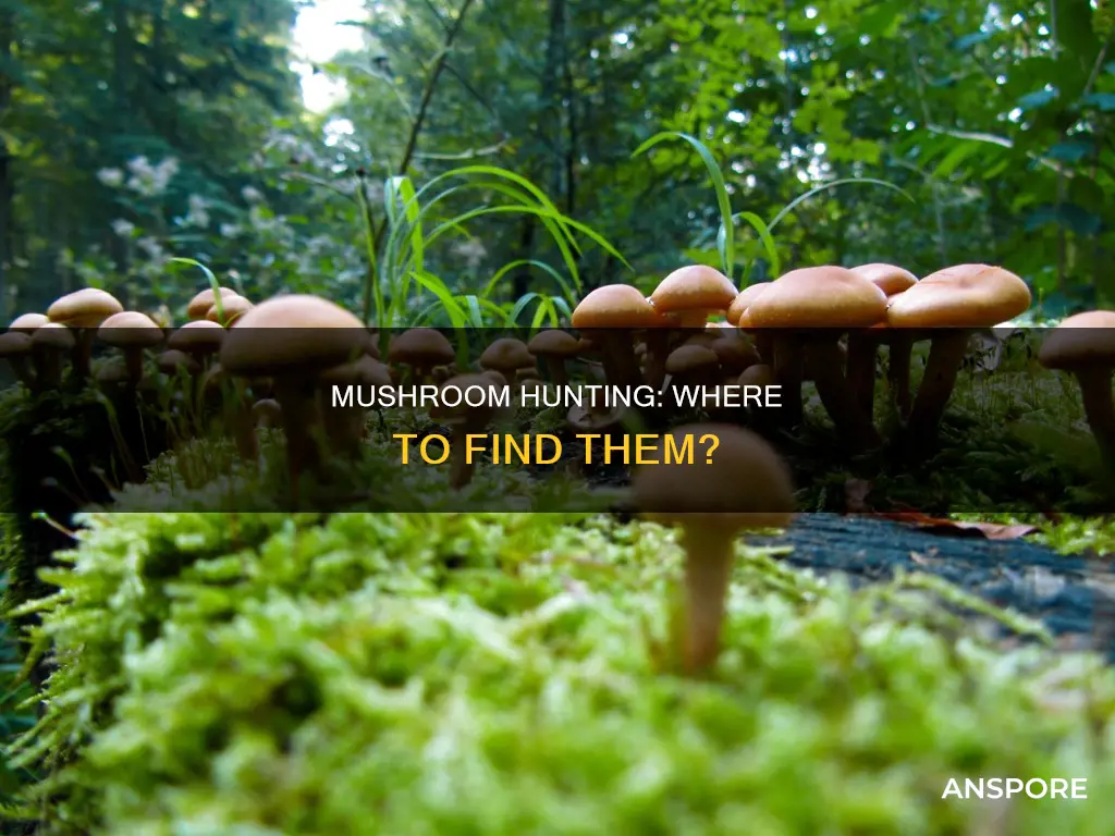 where is mushroom found