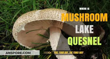 Mushroom Lake: A Quesnel Gem
