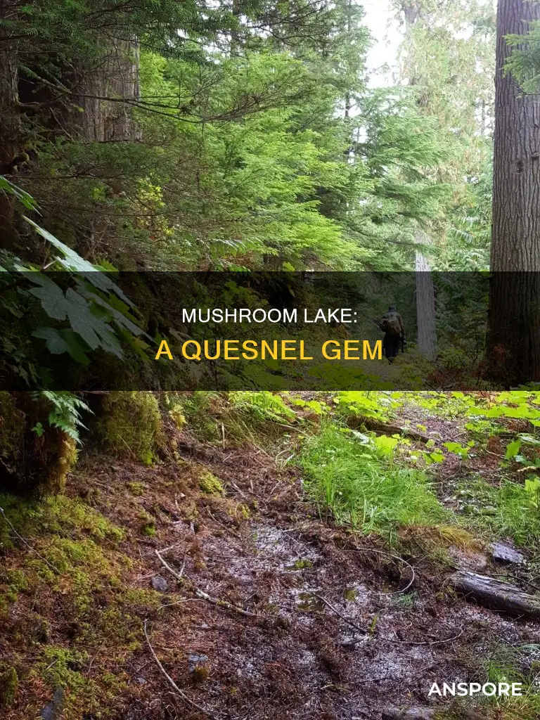 where is mushroom lake quesnel