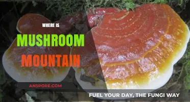 Mushroom Mountain: A Magical Place to Explore