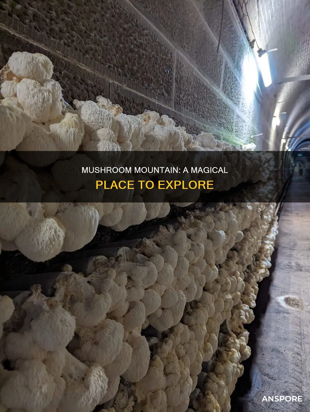 where is mushroom mountain