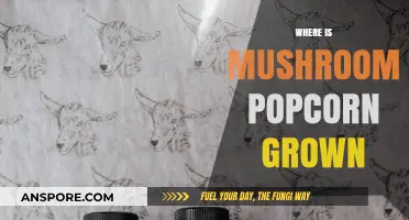 Mushroom Popcorn: Where Does It Grow?