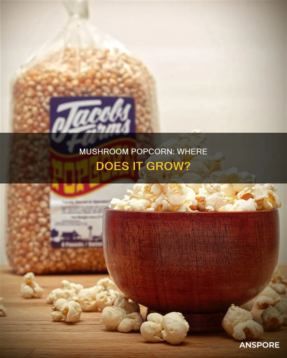 where is mushroom popcorn grown
