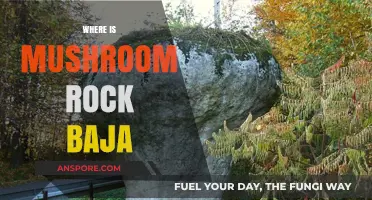 Discovering Mushroom Rock in Baja California