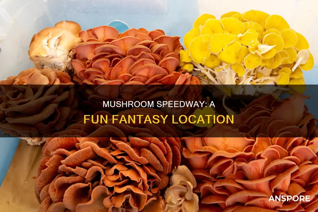 where is mushroom speedway