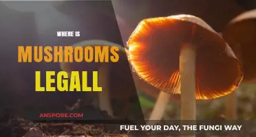 Exploring Global Psilocybin Laws: Where Are Magic Mushrooms Legal?