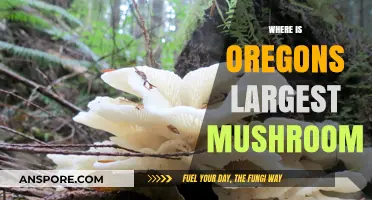 The Hunt for Oregon's Giant Mushroom
