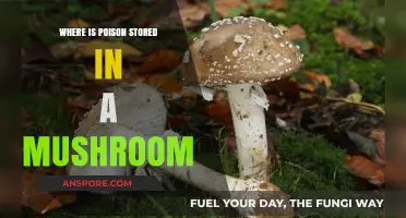 Unveiling Mushroom Toxins: Where Deadly Poisons Reside in Fungi