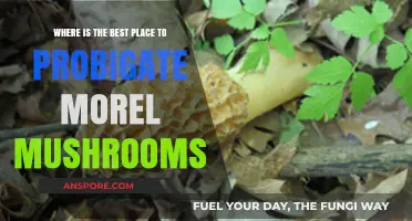 Top Spots for Prolific Morel Mushroom Foraging: A Guide