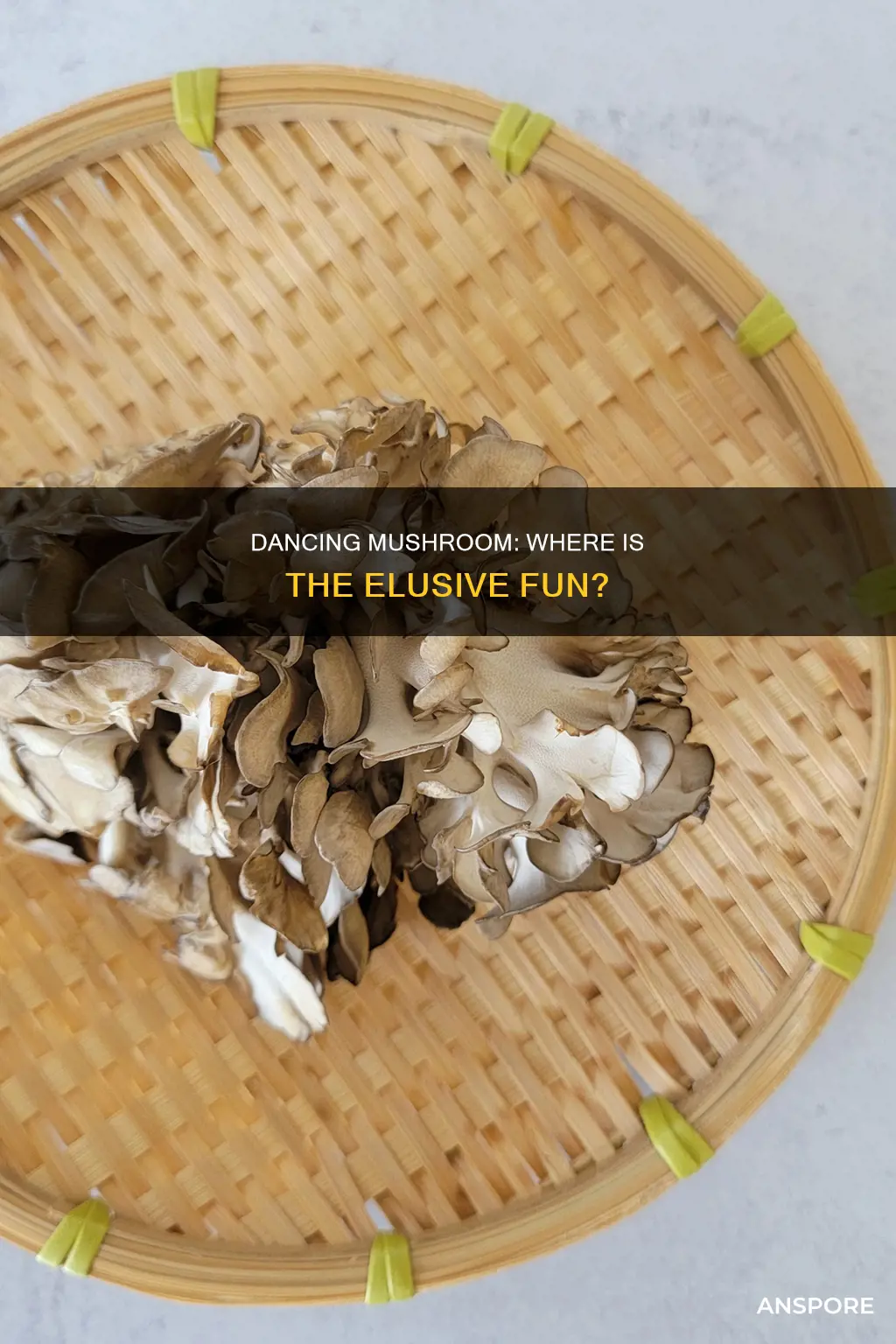 where is the dancing mushroom