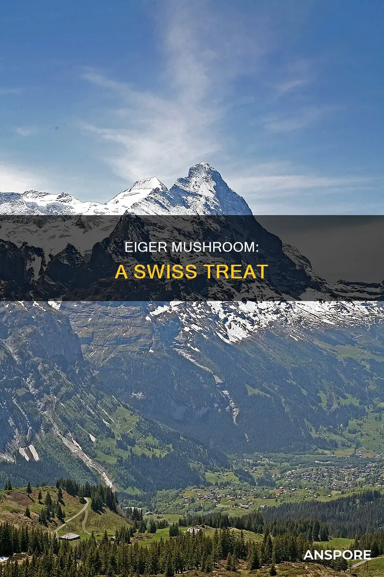 where is the eiger mushroom