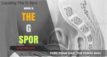 Unveiling the Mystery: Where is the G Spot Located?