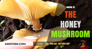 Honey Mushrooms: A Global Forager's Quest