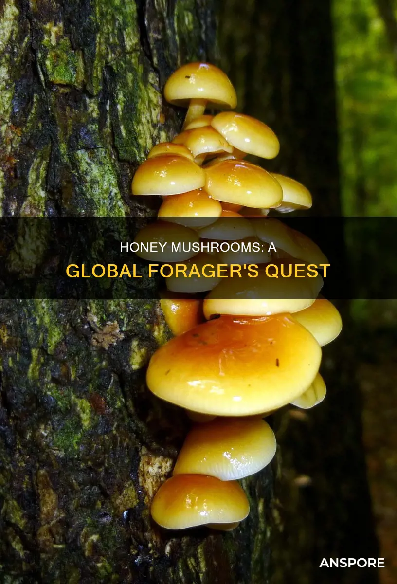 where is the honey mushroom