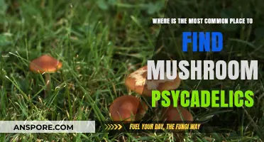 Exploring Nature's Hideouts: Where Psychedelic Mushrooms Commonly Thrive