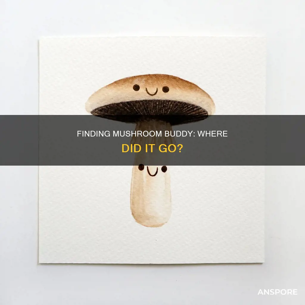 where is the mushroom buddy