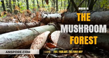 Mushroom Forest: A Magical Place on Earth