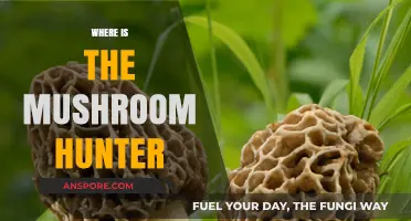 Mushroom Hunter: Where is the Forager?