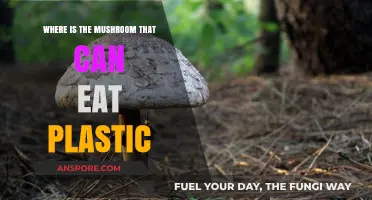 Plastic-Eating Mushroom: Unveiling Nature's Hidden Waste Solution Location