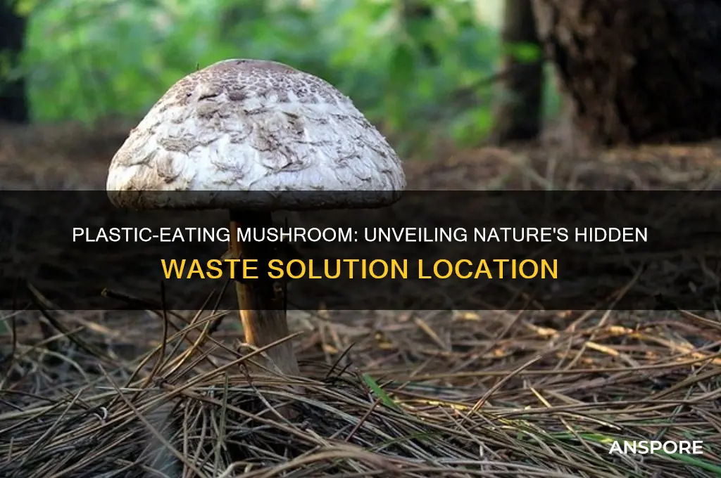 where is the mushroom that can eat plastic