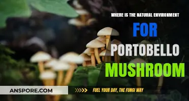 Exploring Portobello Mushrooms' Natural Habitat: Origins and Ideal Growing Conditions