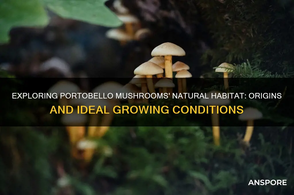 where is the natural environment for portobello mushrooms