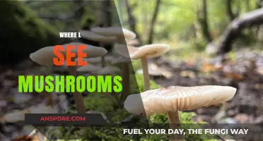 Mushroom Spotting: A Guide to Finding Fungi